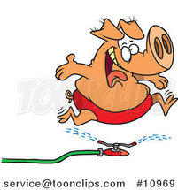 Cartoon Pig Running Through a Sprinkler by Toonaday